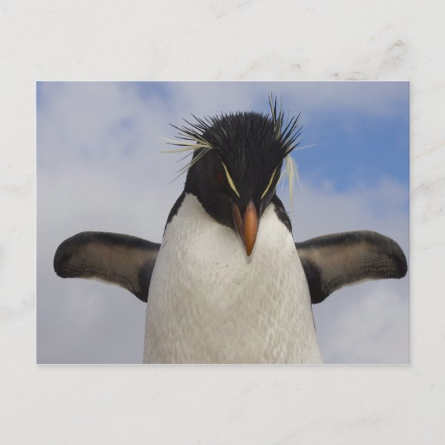 Rockhopper Penguin Eudyptes chrysocome Postkarte (Vorderseite)