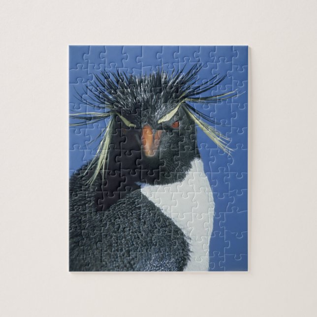 Rockhopper Penguin (Eudyptes chrysocome) Puzzle (Vertikal)