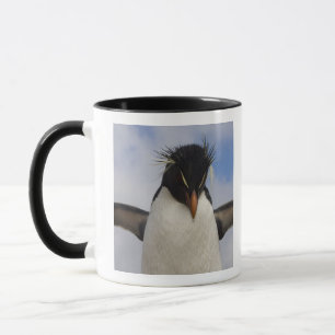 Rockhopper Penguin Eudyptes chrysocome Tasse