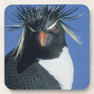 Rockhopper Penguin (Eudyptes chrysocome) Untersetzer