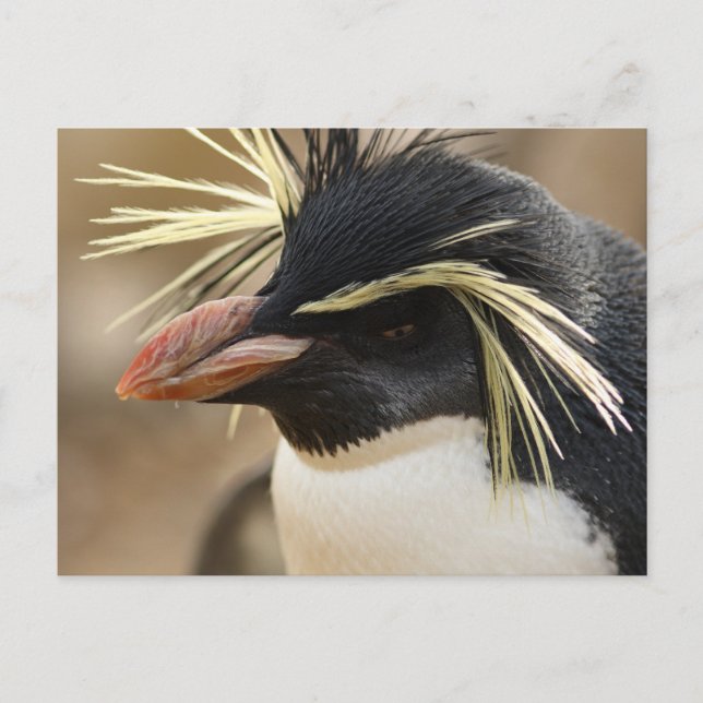 Rockhopper Penguin Postcard Postkarte (Vorderseite)