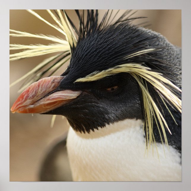 Rockhopper Penguin Poster (Vorne)