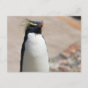 Rockhopper Penguin Postkarte
