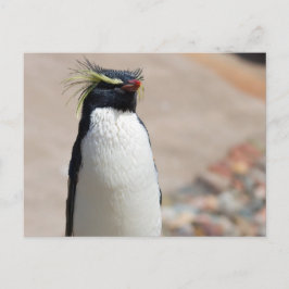 Rockhopper Penguin Postkarte