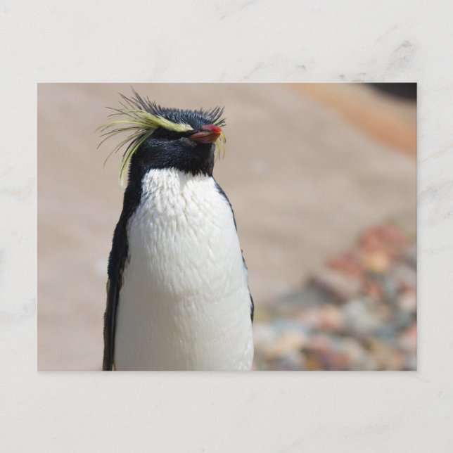 Rockhopper Penguin Postkarte (Vorderseite)
