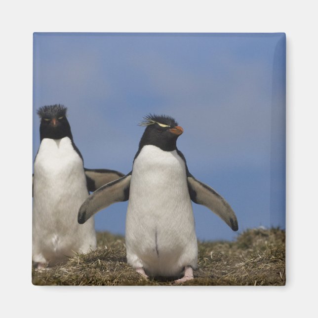 Rockhopper Penguins Eudyptes chrysocome Magnet (Vorne)