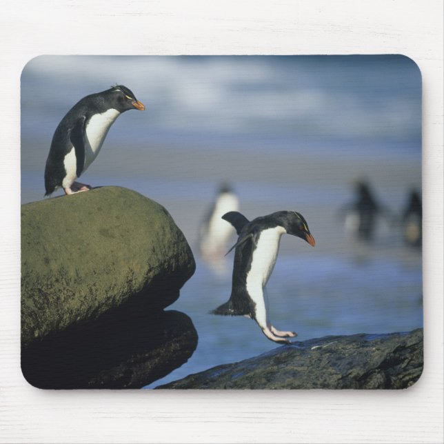 Rockhopper Penguins, Eudyptes chrysocome), Mousepad (Vorne)