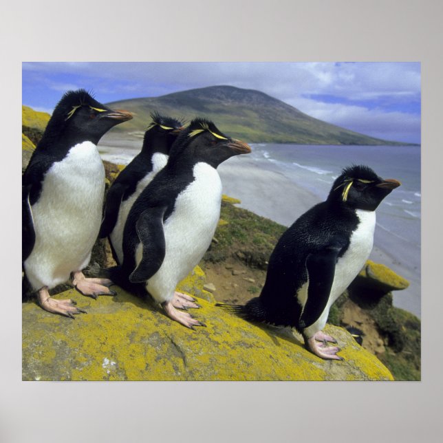 Rockhopper Penguins (Eudyptes chrysocome), Poster (Vorne)