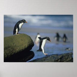 Rockhopper Penguins, Eudyptes chrysocome), Poster
