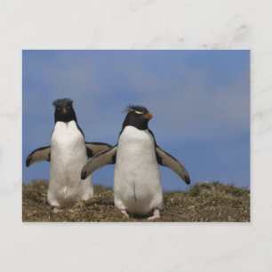 Rockhopper Penguins Eudyptes chrysocome Postkarte
