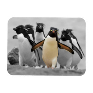 Rockhopper Penguins Magnet