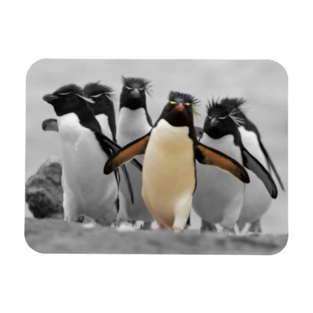 Rockhopper Penguins Magnet (Horizontal)