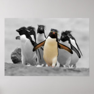 Rockhopper Penguins Poster