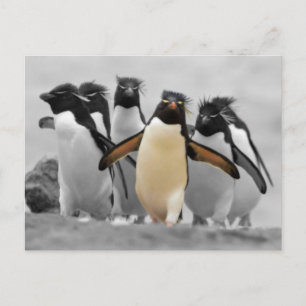 Rockhopper Penguins Postkarte