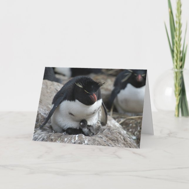 Rockhopper Pinguin mit Küken Karte (Vorderseite)