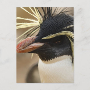Rockhopper Pinguin-Postkarte Postkarte