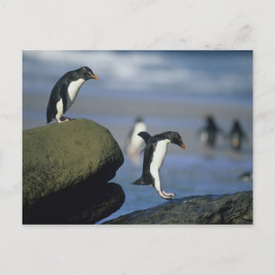 Rockhopper Pinguine, Eudyptes chrysocome), Postkarte