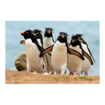 Rockhopper Pinguins Poster von 8.99 Uhr