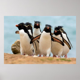 Rockhopper Pinguins Poster von 8.99 Uhr