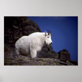 Rocky-Bergziege (Grosses Männchen) Poster