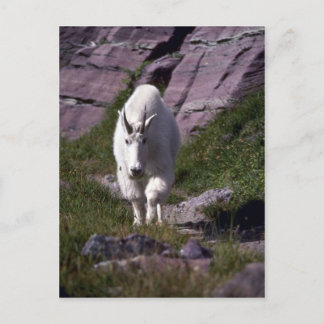 Rocky-Bergziege Postkarte