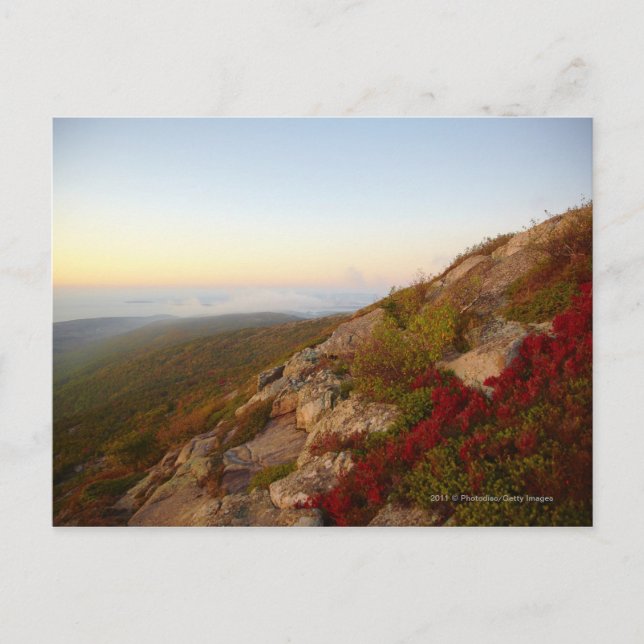 Rocky Hillside, Rote Blume, Acadia Nationalpark Postkarte (Vorderseite)