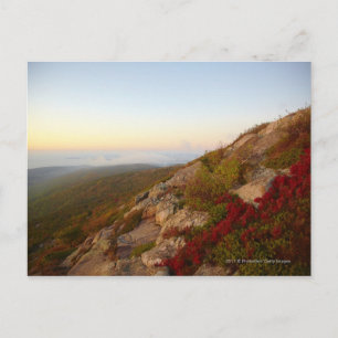 Rocky Hillside, Rote Blume, Acadia Nationalpark Postkarte