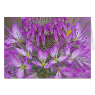 Rocky Mountain Bee Pflanze