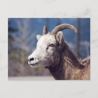 Rocky Mountain Big Horn Sheep Postkarte