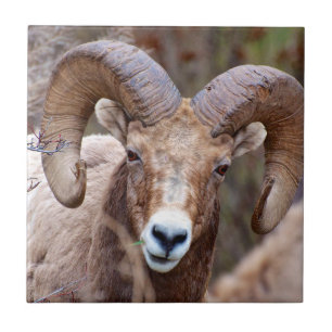 Rocky Mountain Bighorn Sheep Fliese