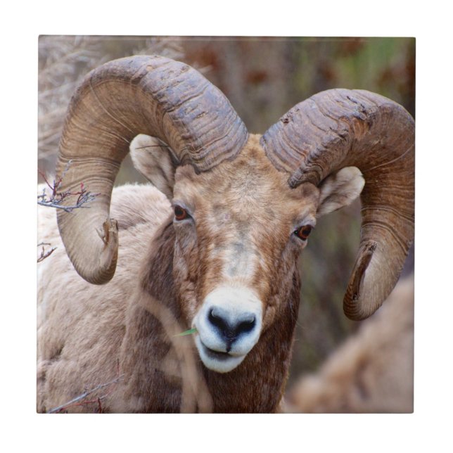 Rocky Mountain Bighorn Sheep Fliese (Vorderseite)