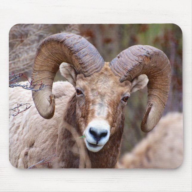 Rocky Mountain Bighorn Sheep Mousepad (Vorne)
