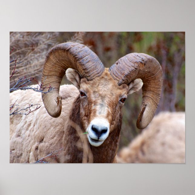Rocky Mountain Bighorn Sheep Poster (Vorne)