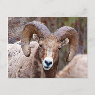 Rocky Mountain Bighorn Sheep Postkarte