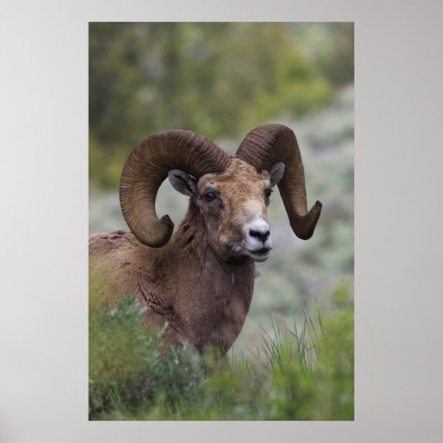 Rocky Mountain Bighorn Sheep Ram 1 Poster (Vorne)