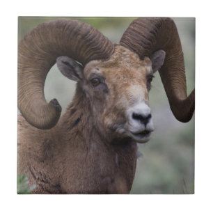 Rocky Mountain Bighorn Sheep Ram Fliese