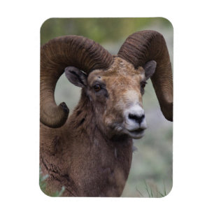 Rocky Mountain Bighorn Sheep Ram Magnet
