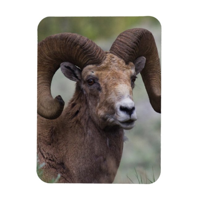Rocky Mountain Bighorn Sheep Ram Magnet (Vertikal)