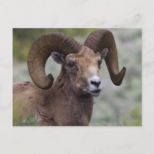 Rocky Mountain Bighorn Sheep Ram Postkarte (Vorderseite)