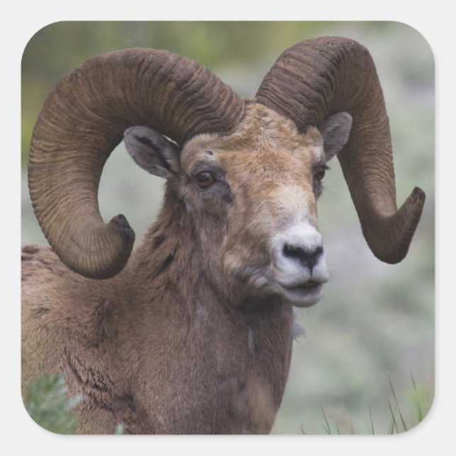 Rocky Mountain Bighorn Sheep Ram Quadratischer Aufkleber (Vorderseite)
