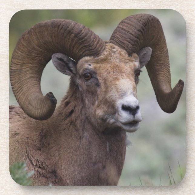 Rocky Mountain Bighorn Sheep Ram Untersetzer (Vorderseite)