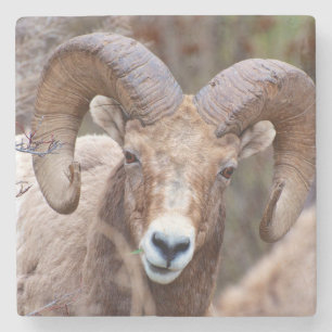 Rocky Mountain Bighorn Sheep Steinuntersetzer