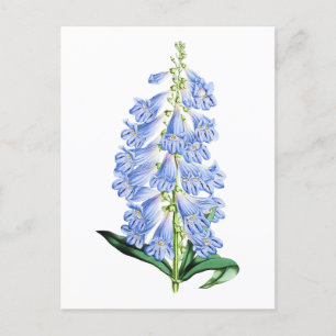 Rocky Mountain Blue Vintag Botanische Postkarte
