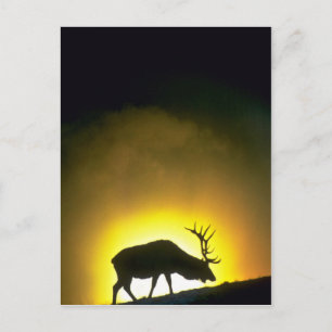 Rocky Mountain Bulle Elk, Yellowstone Nationalpark Postkarte