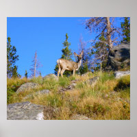 Rocky Mountain Deer