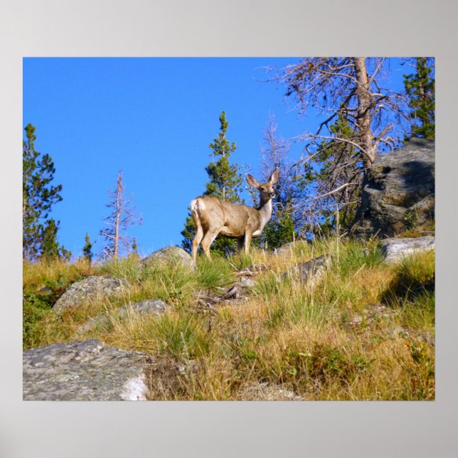 Rocky Mountain Deer Poster (Vorne)
