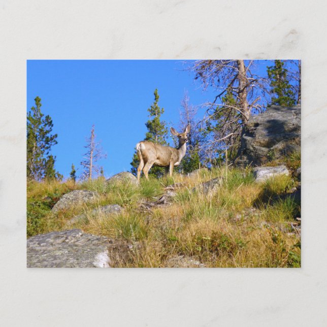 Rocky Mountain Deer Postkarte (Vorderseite)