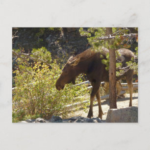 Rocky Mountain-Elch-Naturfotografie Postkarte