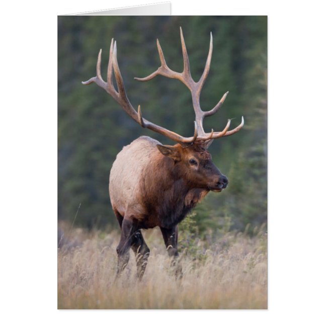 Rocky Mountain Elk (Vorne)