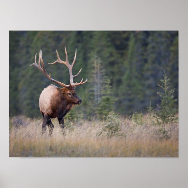 Rocky Mountain Elk Poster (Vorne)